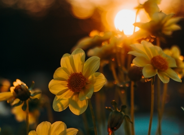 
El Greco Hotel Βlooming Offer 612 X 450